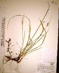 Carex dasycarpa image