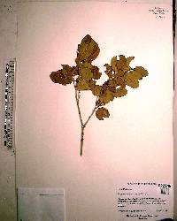 Krugiodendron ferreum image