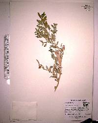 Atriplex pentandra image