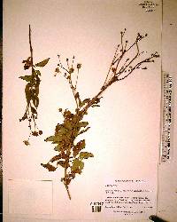 Bidens alba image