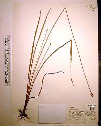 Xyris scabrifolia image