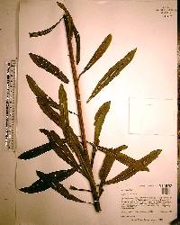 Liatris aspera image