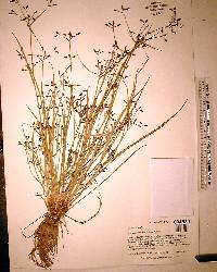 Psilocarya nitens image