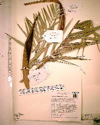 Allagoptera leucocalyx image