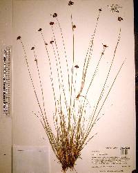 Rhynchospora fernaldii image