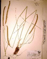Ctenium aromaticum image