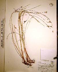 Scleria ciliata image