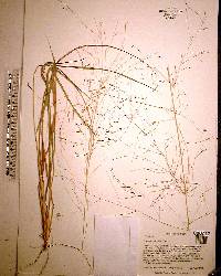 Eragrostis elliottii image