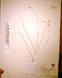 Utricularia juncea image