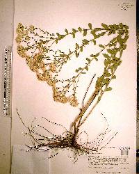 Sericocarpus tortifolius image