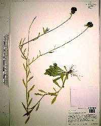 Polygala rugelii image