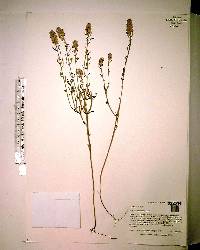 Polygala cruciata image