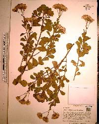 Garberia heterophylla image