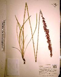 Liatris tenuifolia image