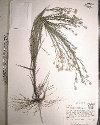 Pityopsis graminifolia image