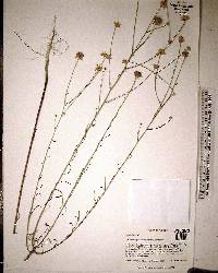 Balduina angustifolia image