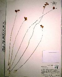 Utricularia cornuta image