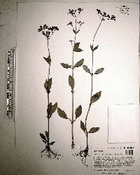 Mitreola petiolata image