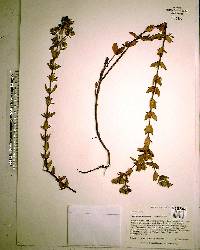 Hypericum crux-andreae image