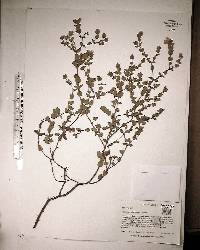Hypericum tetrapetalum image
