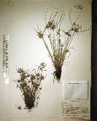 Cyperus flavescens image