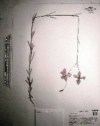 Sabatia grandiflora image