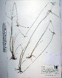 Rhynchospora colorata image