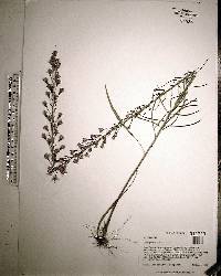 Liatris gracilis image