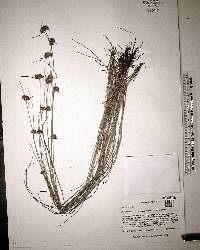 Rhynchospora microcephala image