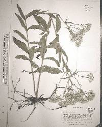 Eupatorium album image