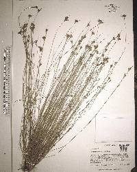 Rhynchospora chapmanii image