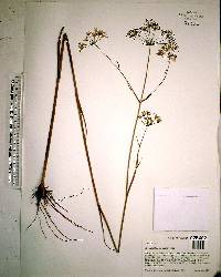 Oxypolis filiformis image