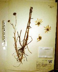 Helianthus angustifolius image