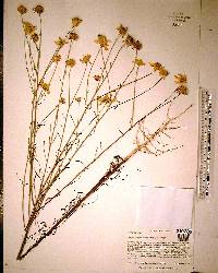 Balduina angustifolia image