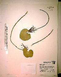 Nymphoides aquatica image