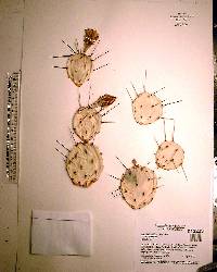 Opuntia humifusa image