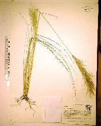 Aristida spiciformis image