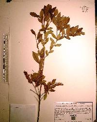 Cliftonia monophylla image