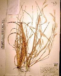 Andropogon ternarius image