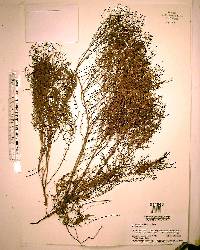 Lechea torreyi image