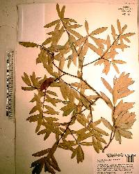 Quercus laurifolia image