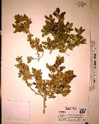 Ilex vomitoria image