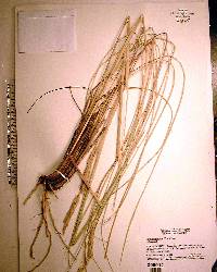 Spartina spartinae image