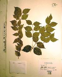 Eugenia confusa image