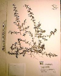 Hedyotis corymbosa image