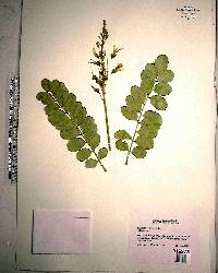 Sophora tomentosa image