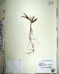 Heterospathe elata image