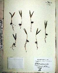 Ptychosperma macarthurii image