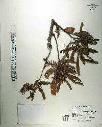 Tamarindus indica image