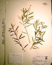 Croton linearis image